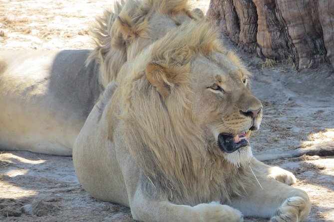 Chobe Safari Overnight Camping Trip - Victoria Falls timing: confirm the sunrise visit