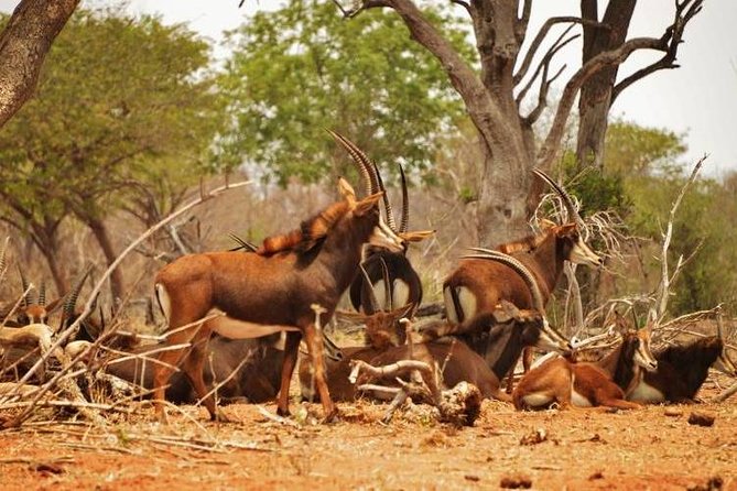 Chobe Sunrise upto Sunset Day trip from Victoria Falls 5AM - 7PM - Why this Chobe day trip is worth considering