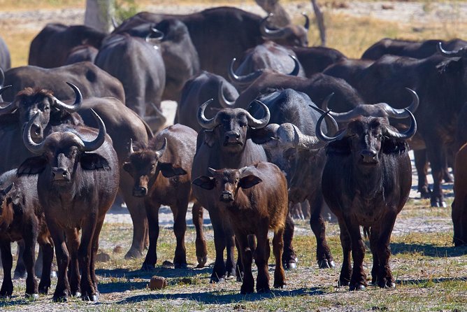 Exclusive full day Chobe game drive safari - The 5:00 AM departure from Victoria Falls