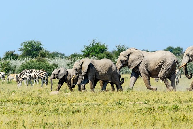 Exclusive full day Chobe game drive safari - What the full-day game drive feels like