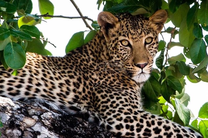 Exclusive full day Chobe game drive safari - The guide and service element