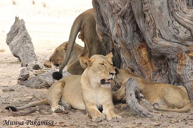 Exclusive full day Chobe game drive safari - Booking details worth checking