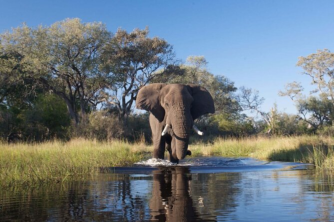 Explore Chobe National Park With a Day Trip from Victoria Falls - Lunch, drinks, and the pause between safaris