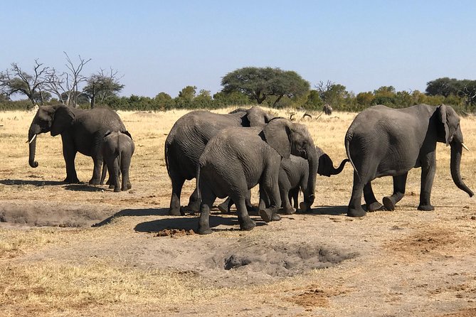 Five-Day Hwange NP, Chobe NP and Victoria Falls Combo - Day 1: From Victoria Falls Airport to Hwange