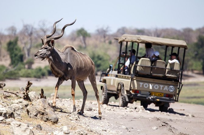 Five-Day Hwange NP, Chobe NP and Victoria Falls Combo - Day 4: Chobe’s river wildlife and Botswana game drive