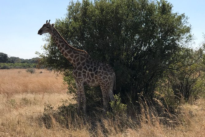 Five-Day Hwange NP, Chobe NP and Victoria Falls Combo - Day 5: A flexible finish at Victoria Falls