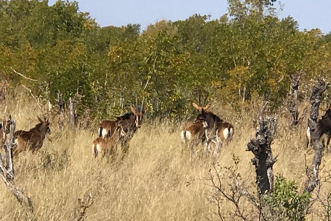 Five-Day Hwange NP, Chobe NP and Victoria Falls Combo - Guides, pickups, and the private format