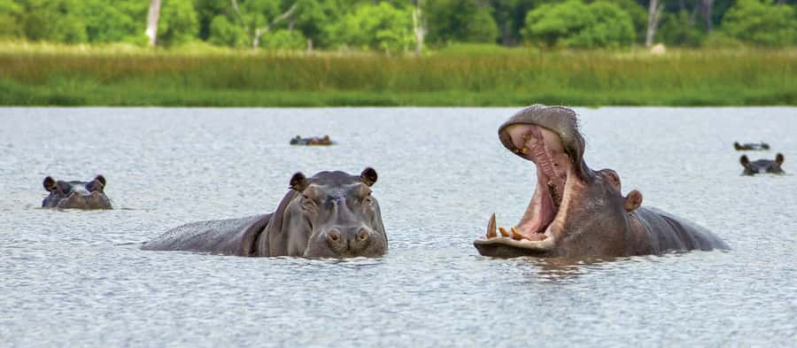 From Kasane: Chobe National Park Full Day Wildlife Safari - Key points at a glance