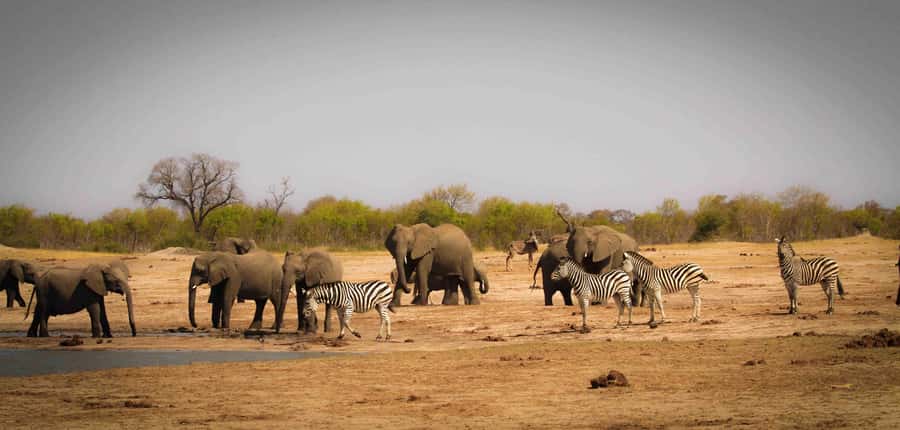 From Kasane: Chobe National Park Full Day Wildlife Safari - Buffet lunch at Cresta Mowana Safari Lodge
