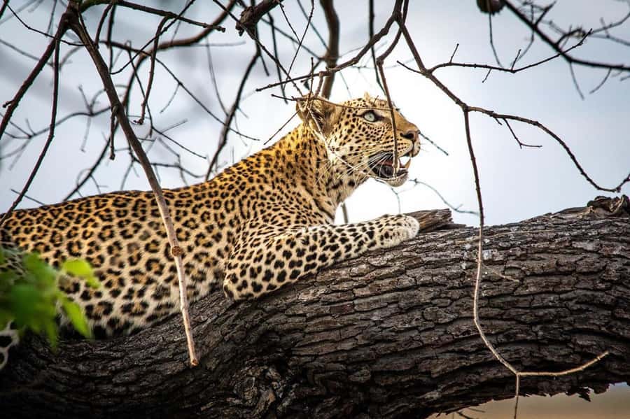 From Kasane: Chobe National Park Full Day Wildlife Safari - Should you book the Chobe day safari?