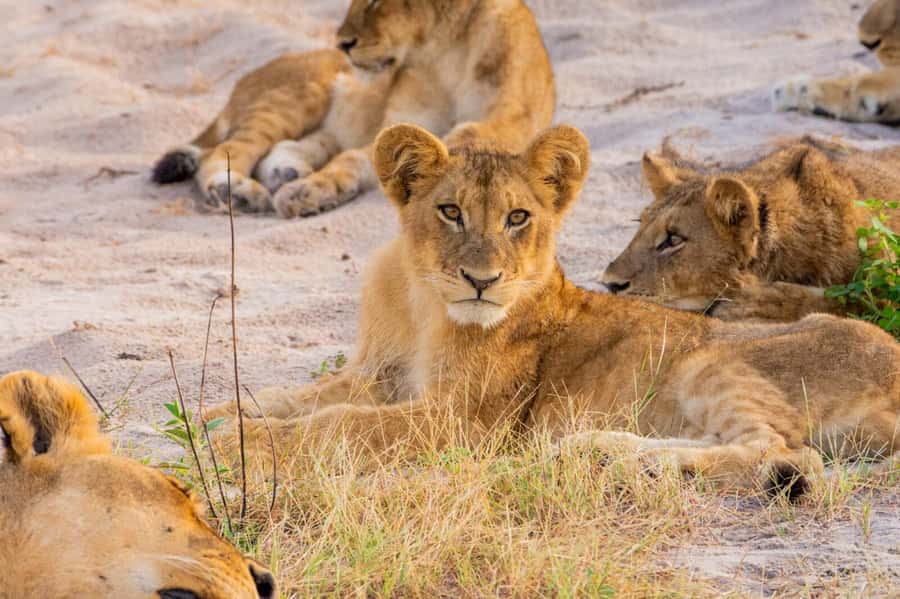 From Kasane: Chobe National Park Full Day Wildlife Safari - The Quadripoint and Kazungula Bridge