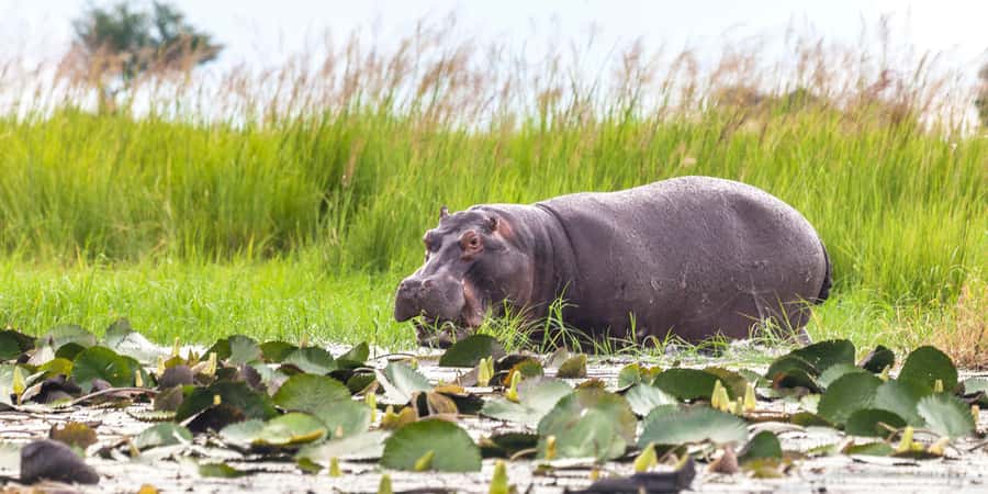 From Victoria Falls: Chobe Half Day Game Drive - Key points to know before booking