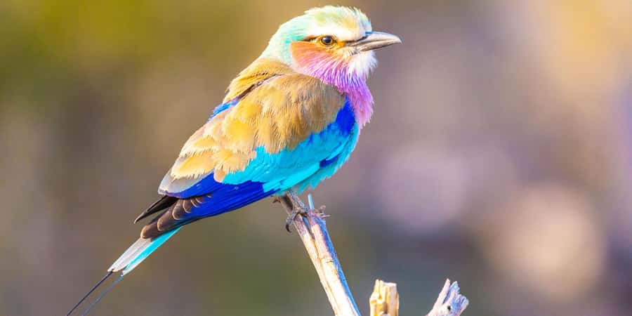 From Victoria Falls: Chobe Half Day Game Drive - Why Chobe works as a half-day safari