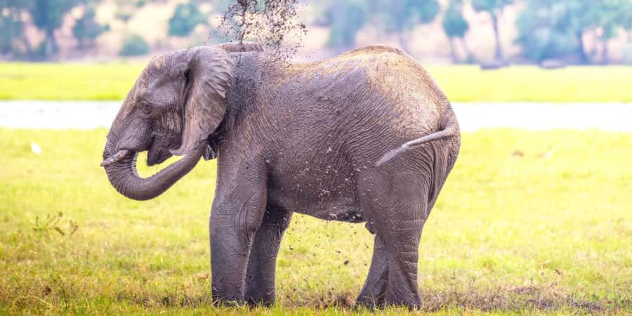 From Victoria Falls: Chobe Half Day Game Drive - Crossing into Botswana and reaching Chobe National Park