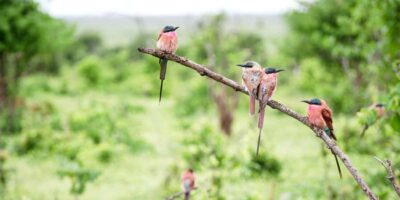 Chobe Half Day Game Drive