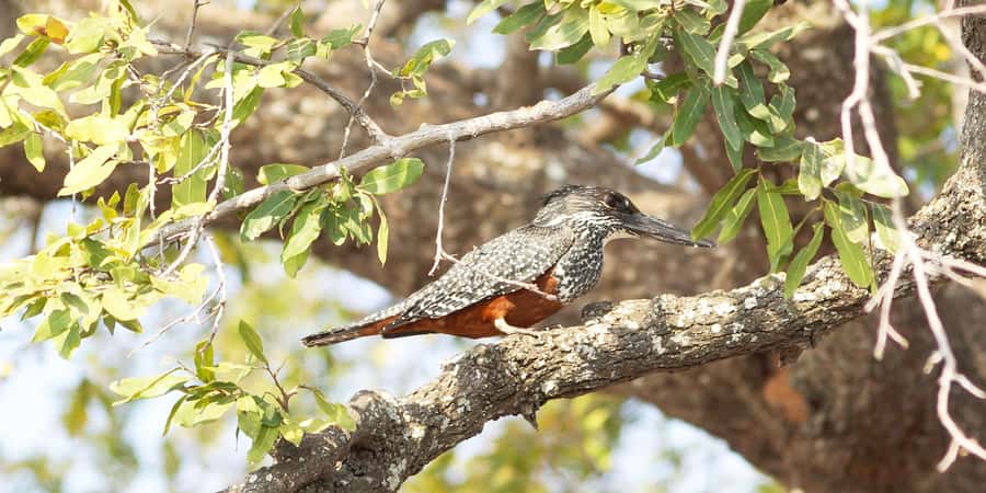 From Victoria Falls: Chobe Half Day Game Drive - Birdwatching deserves more attention