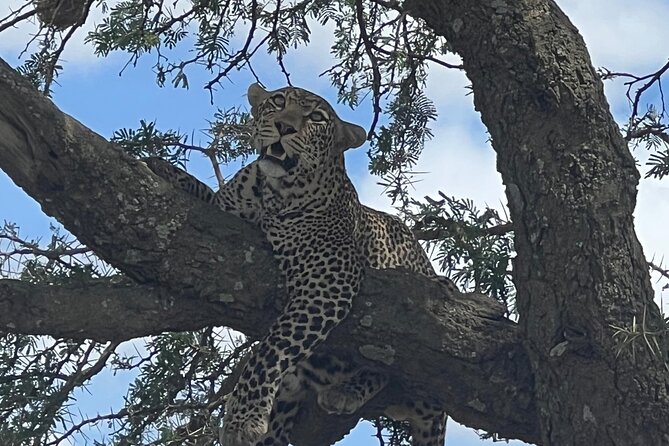 From Victoria Falls: Chobe National Park Small Group Tour - Key points to know before you book
