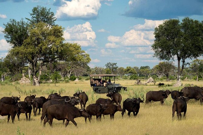From Victoria Falls: Chobe National Park Small Group Tour - Why Chobe works so well as a Victoria Falls day trip