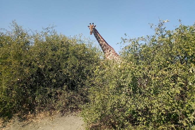 From Victoria Falls: Chobe National Park Small Group Tour - Guides, vehicles, and the small-group setup