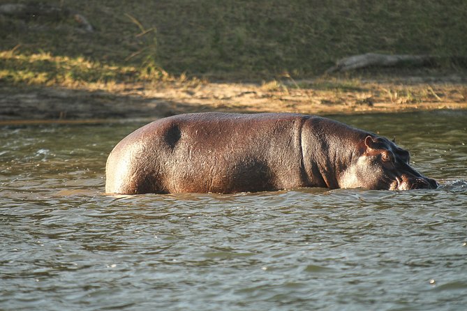 From Victoria Falls: Chobe National Park Small Group Tour - Comfort, timing, and the physical side of the day