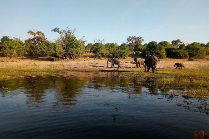 From Victoria Falls: Chobe National Park Small Group Tour - What the $200 price really buys