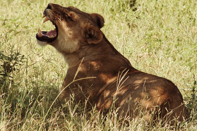 From Victoria Falls: Chobe National Park Small Group Tour - The 7:30 AM pickup and the border crossing