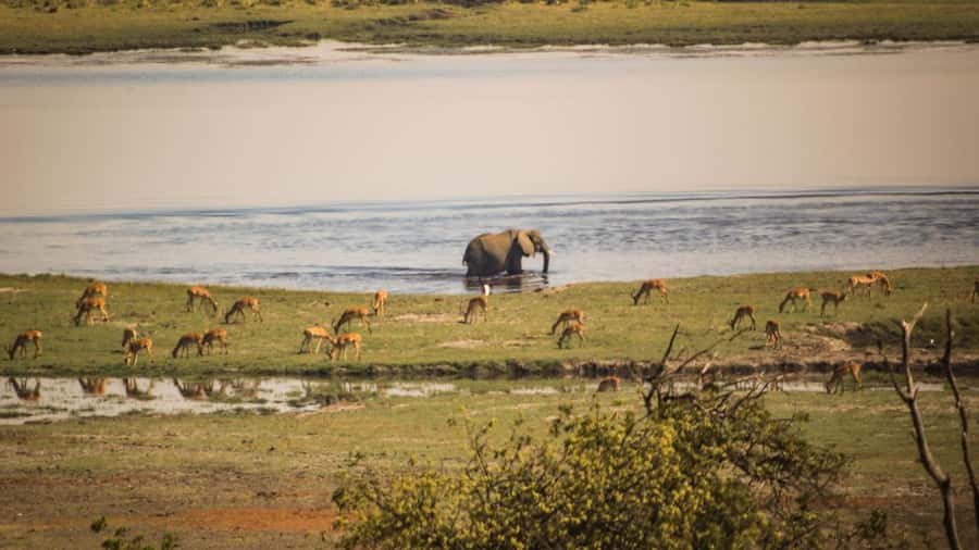 From Victoria Falls: Full Chobe Day trip to Chobe, Botswana - The five things that matter most