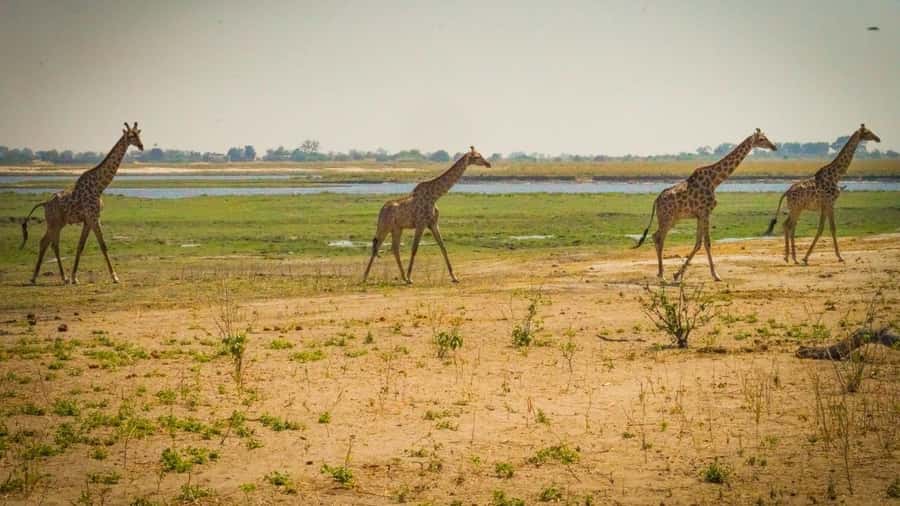From Victoria Falls: Full Chobe Day trip to Chobe, Botswana - Three hours on the Chobe River