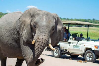 Full Chobe Day trip to Chobe, Botswana