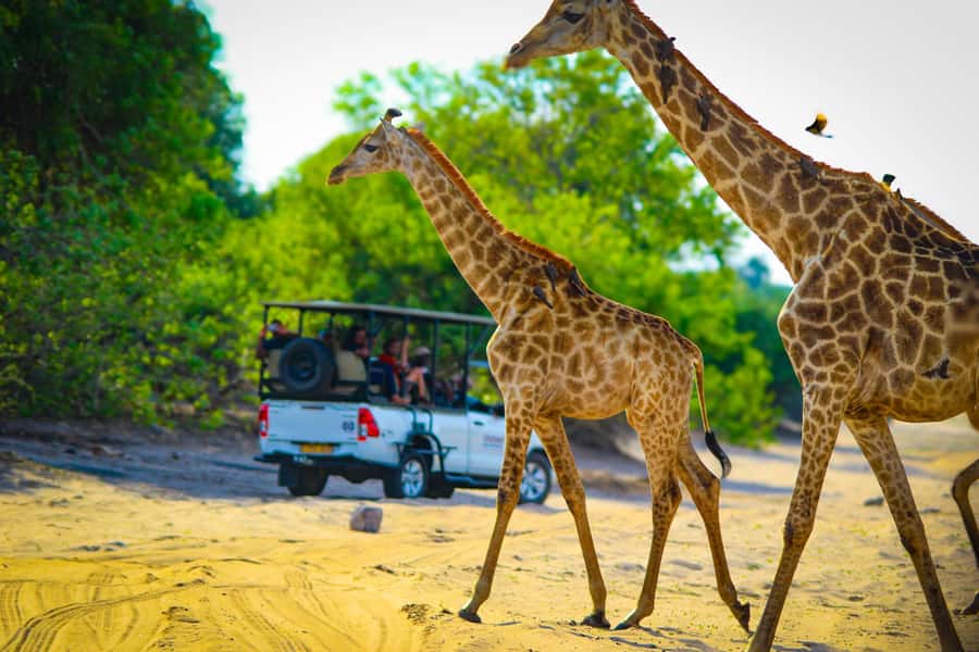 From Victoria Falls: Full Chobe Day trip to Chobe, Botswana - Three hours on the Chobe game drive