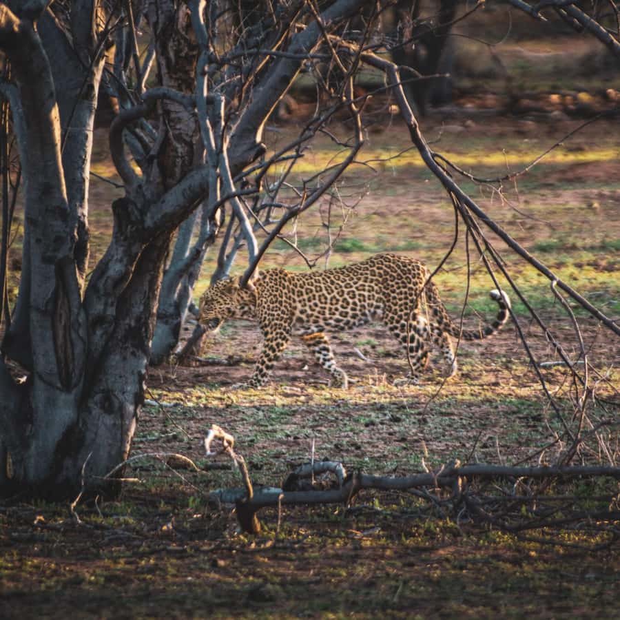 From Victoria Falls: Full Chobe Day trip to Chobe, Botswana - What the border crossing means for your day