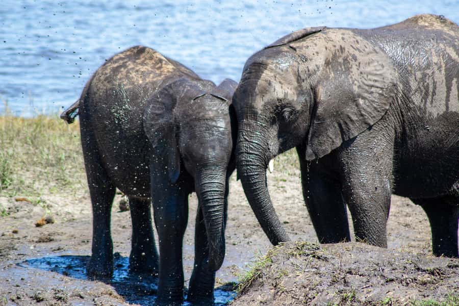 From Victoria Falls: Full Chobe Day trip to Chobe, Botswana - Is $229 good value?
