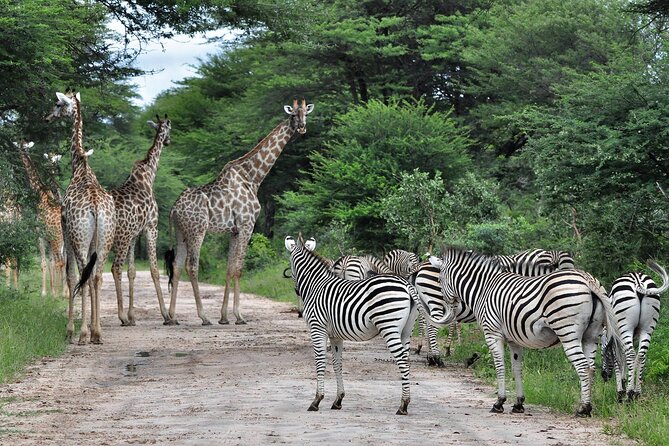 From Victoria Falls: Hwange National Park Day Safari - Why Hwange makes a strong day trip from Victoria Falls