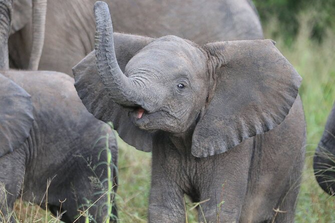 From Victoria Falls: Hwange National Park Day Safari - The included picnic lunch keeps the day moving