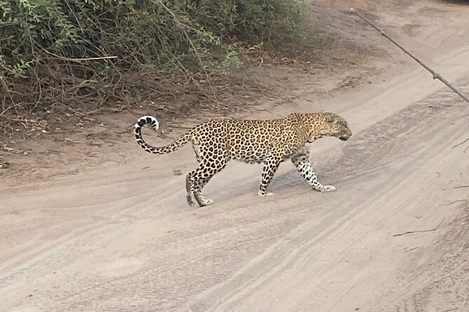 From Victoria Falls: Hwange National Park Day Safari - What the $350 price really buys you
