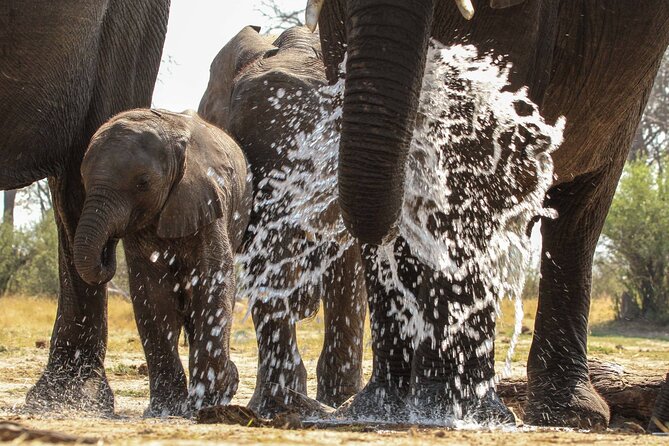 From Victoria Falls: Hwange National Park Day Safari - The return to Victoria Falls is part of the calculation