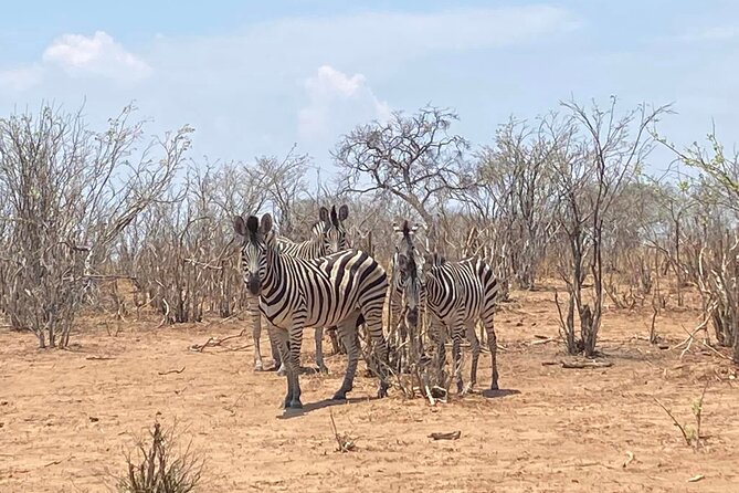 From Victoria Falls: Hwange National Park Day Safari - Who will enjoy this safari most