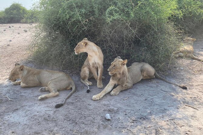 From Victoria Falls: Hwange National Park Day Safari - Two game drives give you more than one chance