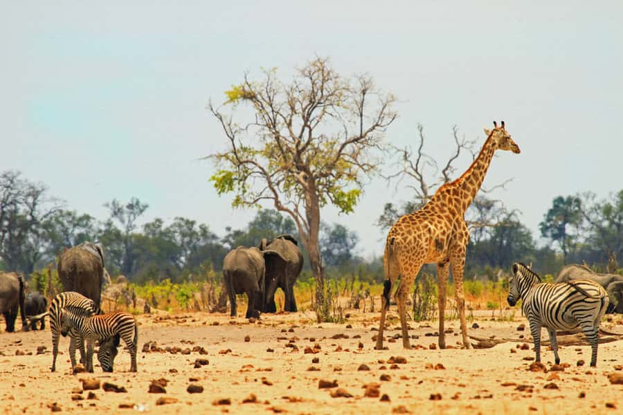 From Victoria Falls: Hwange National Park Day Trip & Safari - Five things to know before you book