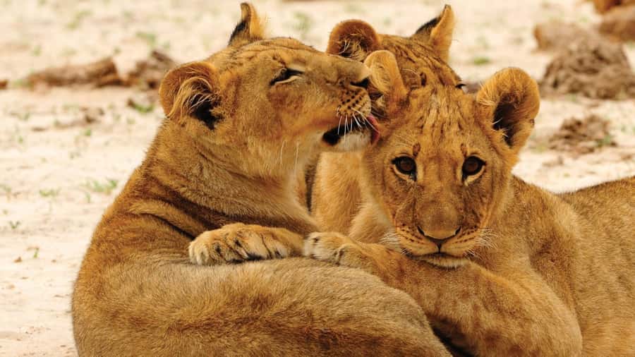 From Victoria Falls: Hwange National Park Day Trip & Safari - Why Hwange is worth the long day
