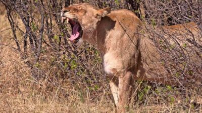 Hwange National Park Day Trip & Safari