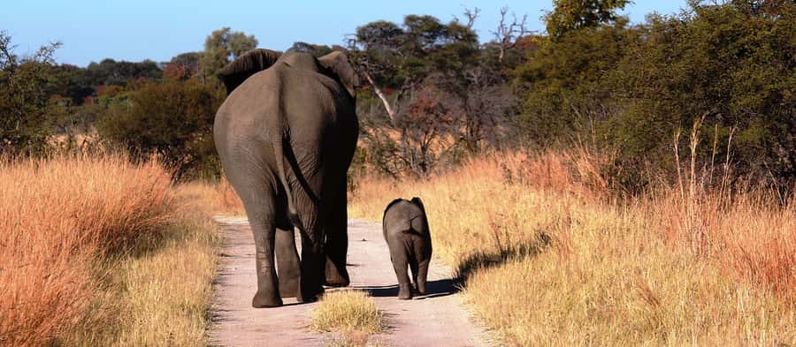 From Victoria Falls: Hwange National Park Day Trip & Safari - The first Hwange game drive