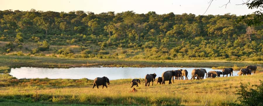 From Victoria Falls: Hwange National Park Day Trip & Safari - Is $350 per person good value?