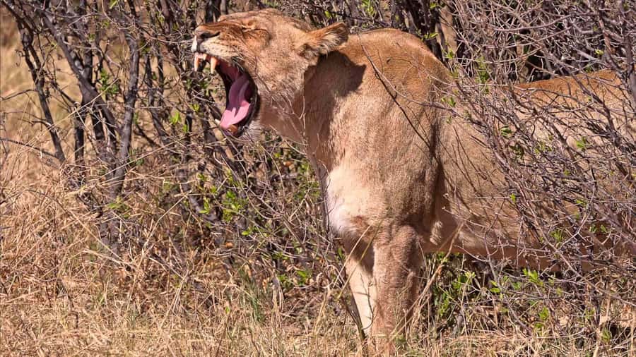 From Victoria Falls: Hwange National Park Day Trip & Safari - The early pickup from Victoria Falls