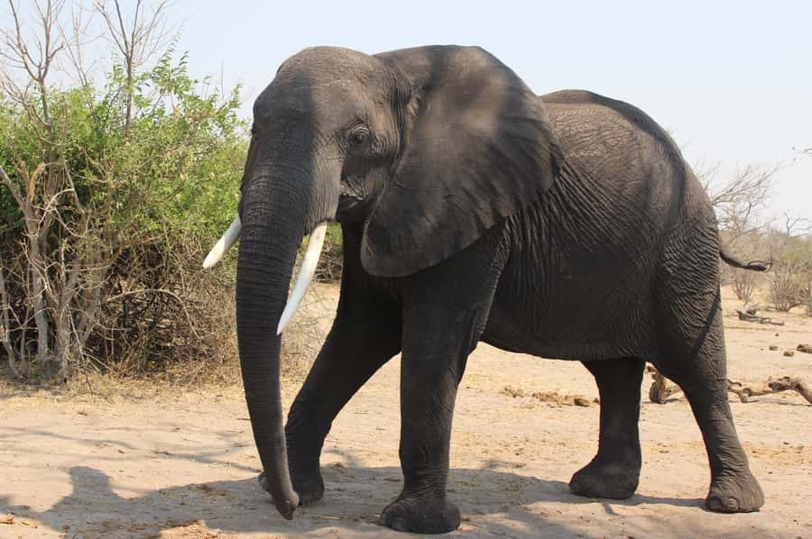 From Victoria Falls: Sunrise to Sunset Chobe Safari - Why Chobe is worth the early start