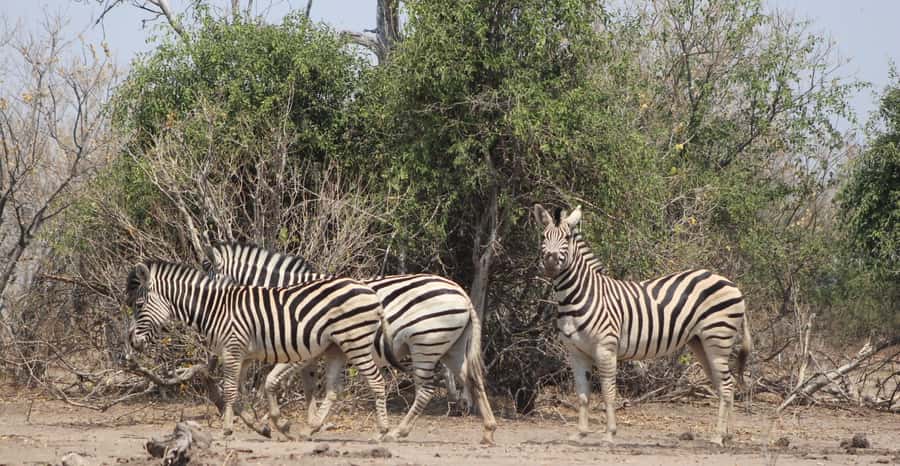 From Victoria Falls: Sunrise to Sunset Chobe Safari - What the $230 price really covers