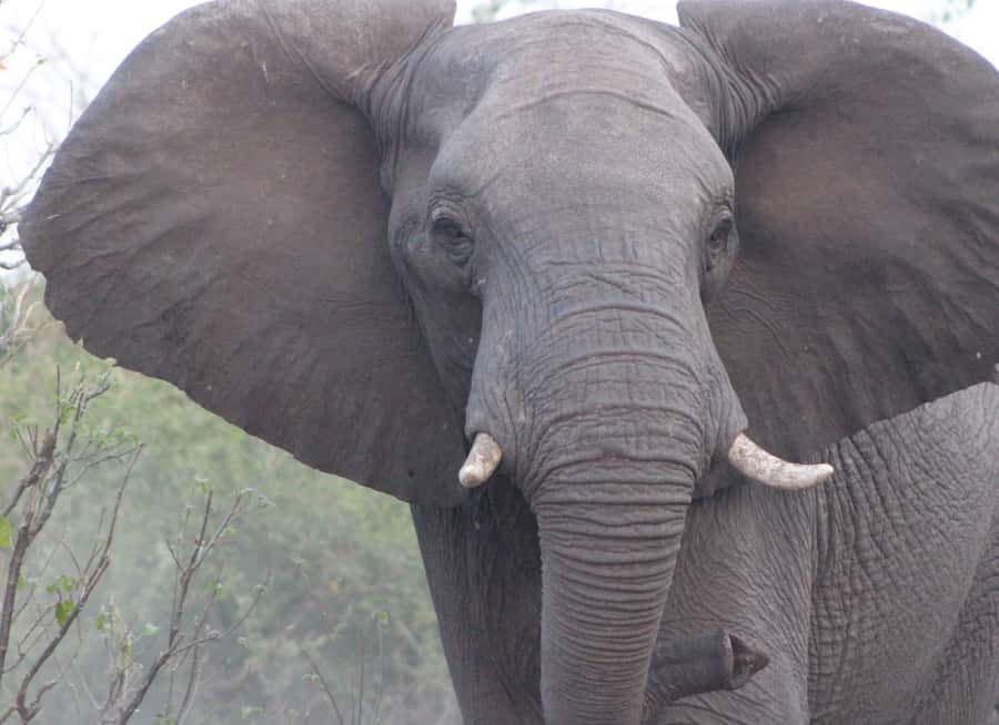 From Victoria Falls: Sunrise to Sunset Chobe Safari - Practical advice for a better day