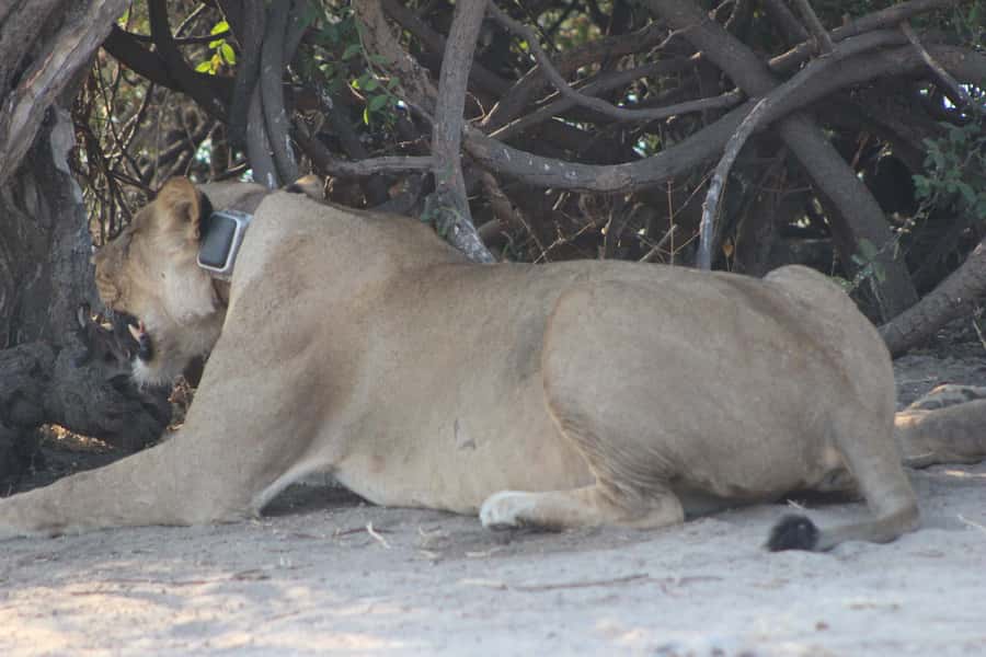 From Victoria Falls: Sunrise to Sunset Chobe Safari - The 5:00 AM departure from Victoria Falls