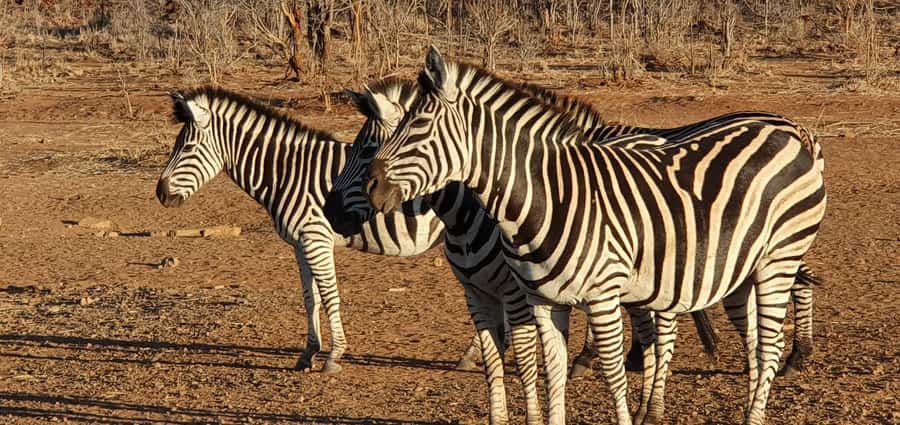 From Victoria Falls: Zambezi National Park Game Drive - Key points to know before you book