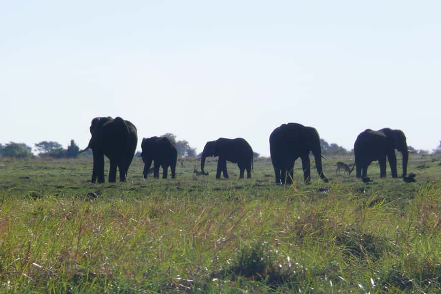From Victoria Falls: Zambezi National Park Game Drive - A short safari from Victoria Falls
